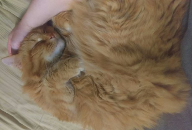 Sir Oliver is a long-haired orange tabby cat. In this picture he is sleeping curled up in a fluffy ball with his head resting in my hand.