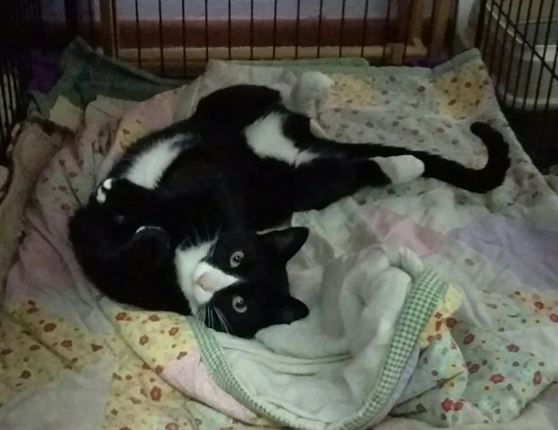 The Count is  tuxedo cat. In this picture he is laying on his back in Wordsworth's kennel.