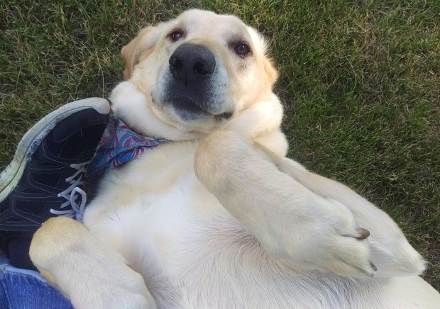 Wordsworth is a large yellow lab. In this picture he is laying on his back next to me in the yard