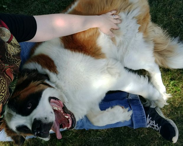 This is a picture of our Saint Bernard, shortly after he flopped down in my lap. His mouth is open as if he's smiling, and his huge tongue is hanging out
